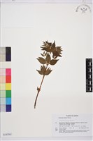 藏品(褐毛鐵線蓮)的圖片