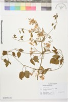 藏品(圓錐鐵線蓮)的圖片