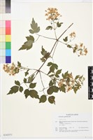 藏品(女萎)的圖片