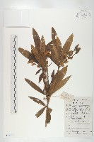 藏品(水石榕)的圖片