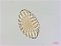 藏品(曲江遠志)的圖片