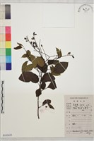 藏品(多花勾兒茶, 多花黃鱔藤)的圖片