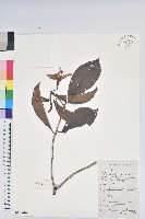 藏品(六角杜鵑)的圖片