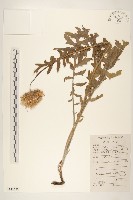 藏品(漏蘆)的圖片