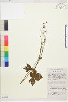 藏品(毛茛)的圖片