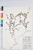 藏品(蜜甘草)的圖片