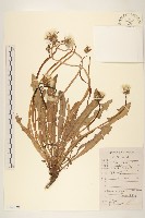 藏品(蒲公英)的圖片