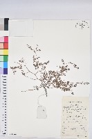 藏品(地錦)的圖片