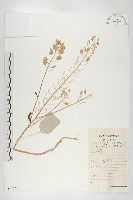 藏品(凹果菥蓂、遏藍菜)的圖片