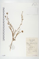 藏品(砂狗娃花)的圖片