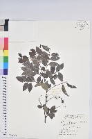 藏品(黑面神)的圖片