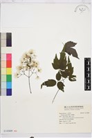 藏品(串鼻龍)的圖片