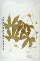 藏品(雙輪瓜)的圖片