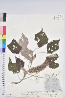 藏品(小果野桐)的圖片