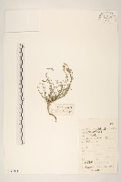 藏品(极叉枝鴨蔥)的圖片