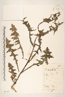 藏品(苦滇菜、苦菜)的圖片