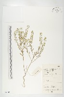 藏品(腺獨行菜)的圖片