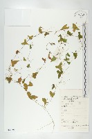 藏品(馬交兒)的圖片