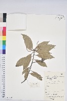 藏品(子彈石櫟)的圖片