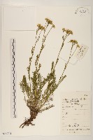 藏品(線葉菊)的圖片