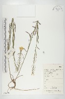 藏品(糖芥)的圖片