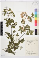 藏品(短尾鐵線蓮)的圖片