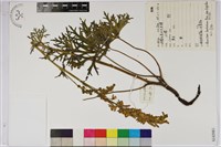 藏品(西伯利亞烏頭)的圖片