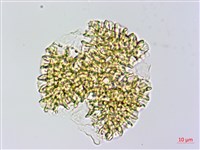 藏品(磯松)的圖片