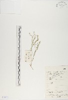 藏品(燥原薺)的圖片