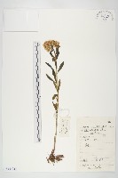 藏品(費菜)的圖片