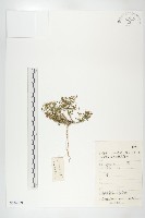 藏品(白毛花旗竿)的圖片