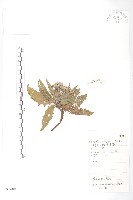 藏品(達烏里鳳毛菊)的圖片