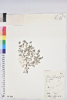 藏品(地錦)的圖片