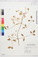 藏品(圓錐鐵線蓮)的圖片