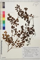 藏品(東亞唐松草)的圖片