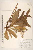 藏品(長裂苦苣菜)的圖片