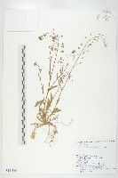 藏品(薺)的圖片