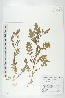 藏品(鳳花菜)的圖片