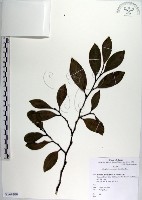 藏品(蚊母樹)的圖片