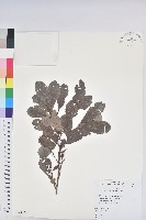 藏品(倒卵葉算盤子)的圖片