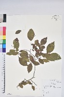 藏品(腺齒越桔)的圖片