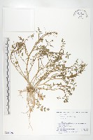 藏品(水田碎米薺)的圖片