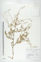 藏品(鳳花菜)的圖片