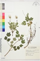 藏品(高山鐵線蓮)的圖片