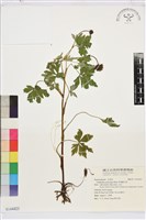 藏品(多果雞爪草)的圖片