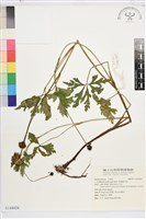 藏品(多果雞爪草)的圖片