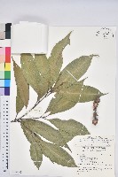 藏品(三斗石櫟)的圖片