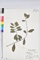 藏品(土密樹)的圖片