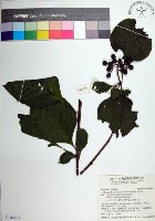 藏品(臺灣玉葉金花)的圖片