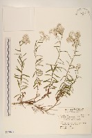 藏品(父子草、天青地白)的圖片